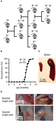 Establishment and Characterization of a Functionally Competent Type 2 Conventional Dendritic Cell Line